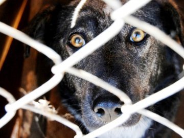У Луцьку – майже 3 тисячі бездомних собак, частина з них уже стерилізована