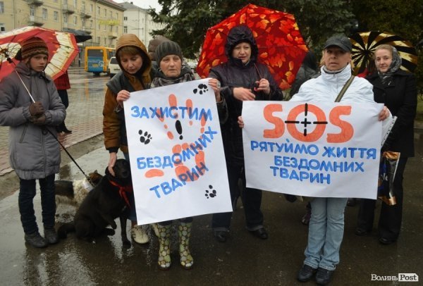 У Луцьку під дощем мітингувати захисники тварин
