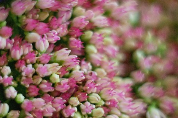 Фотовиставка Ольги Абрамової