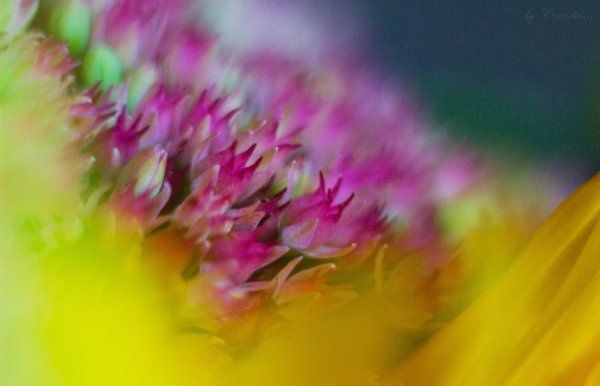 Фотовиставка Ольги Абрамової