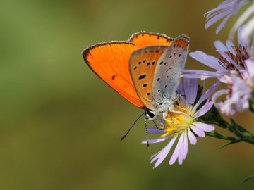 Волинський фотограф «упіймав» метеликів в об'єктив камери. ФОТО