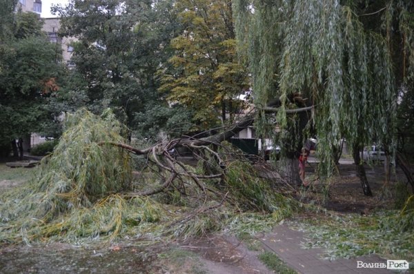 Дерево повалилося у дворі неподалік вулиці Ветеранів