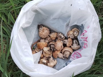 На Волині розпочався грибний сезон