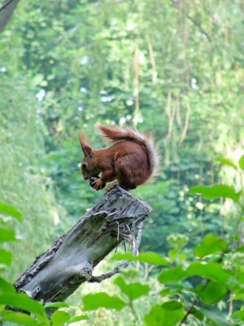 Фото: Сергій Ковальчук