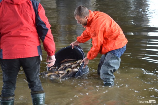 Щука, короп і судак: у луцький Стир випустили тисячі рибин. ФОТО