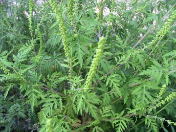 На Волині виявили небезпечний бур'ян