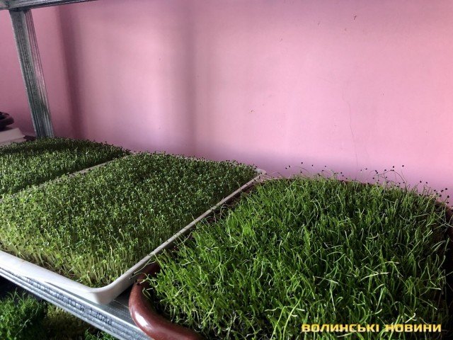 Лучанка розповіла, як вирощує у власній квартирі мікрозелень. ФОТО