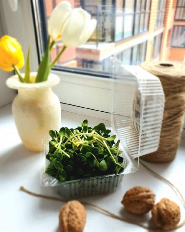 Лучанка розповіла, як вирощує у власній квартирі мікрозелень. ФОТО