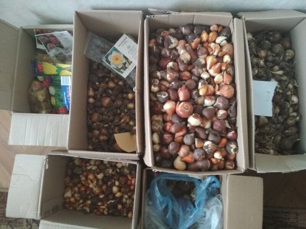 У Луцьку в парку висадили «кольоровий килим»  з первоцвітів