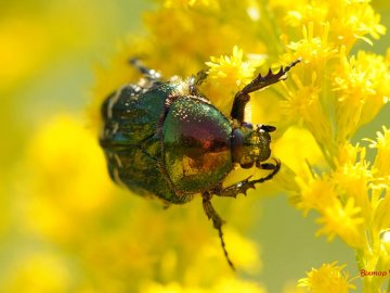 Соковите літо на світлинах луцького фотографа