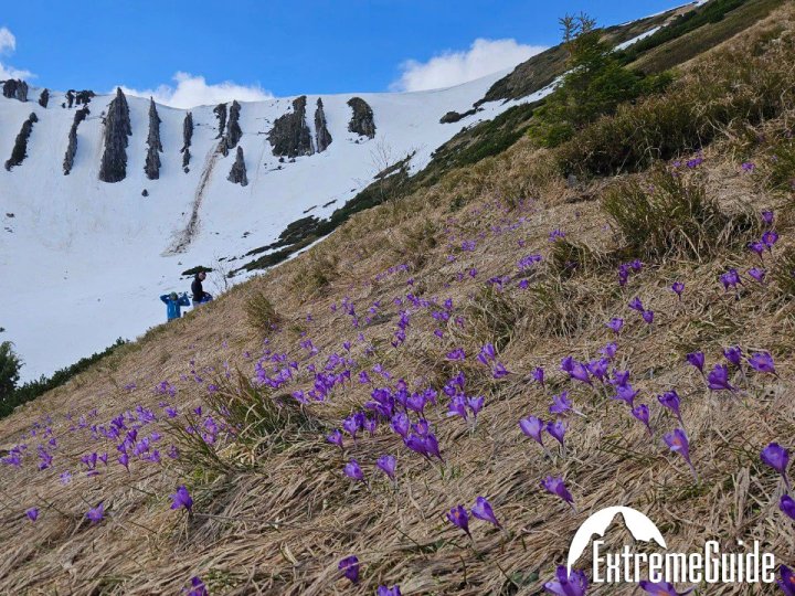 Карпати у квітах: почалося чарівне цвітіння крокусів