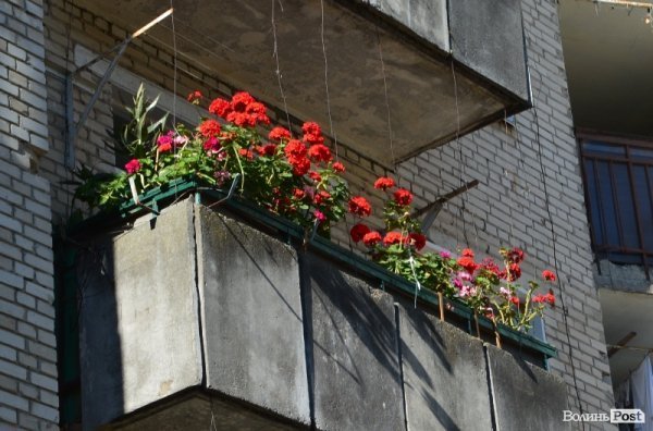 Місто, яке я люблю. Квіти Луцька