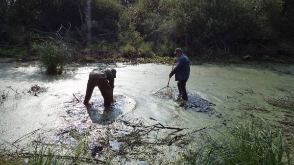 Як на Волині рятували рибу. ФОТО