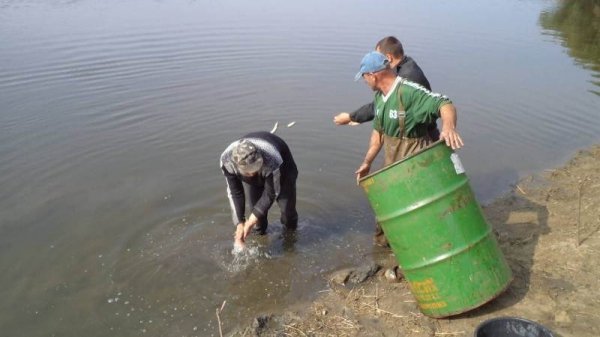 Як на Волині рятували рибу. ФОТО