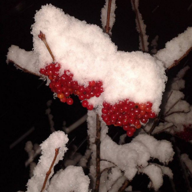 Краса волинської зими. ФОТО