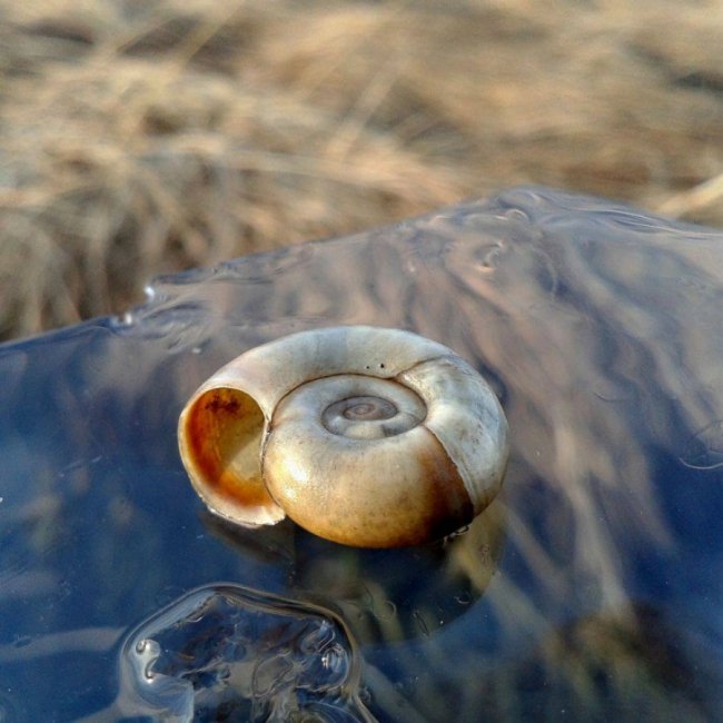 Краса волинської зими. ФОТО