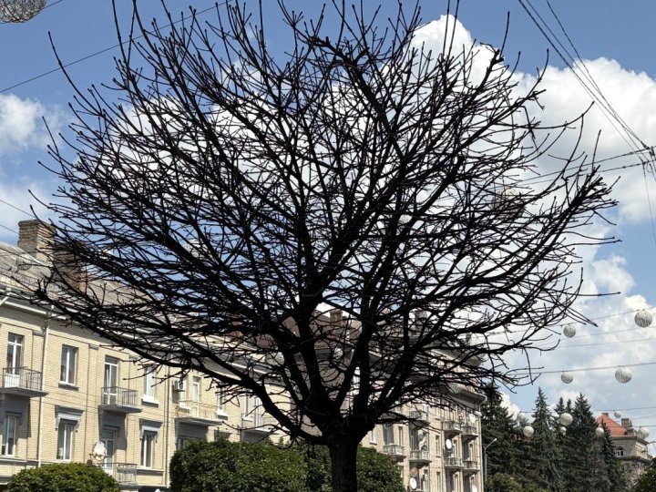 На проспекті Волі у Луцьку всихають вісім кленів