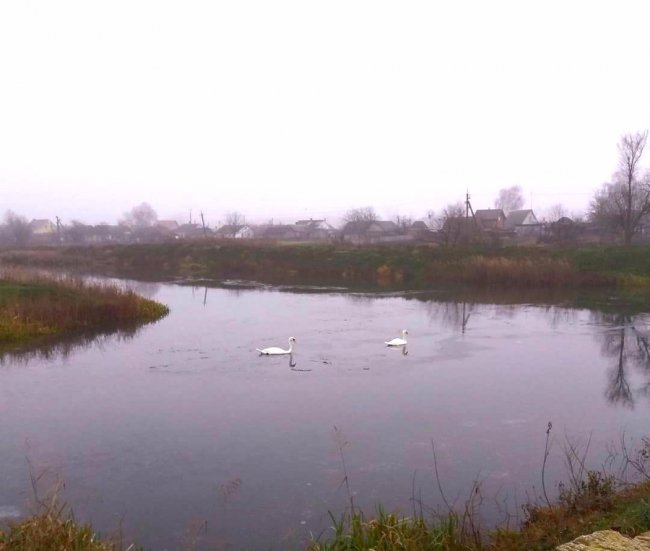 Пара лебедів залишилася зимувати на Волині