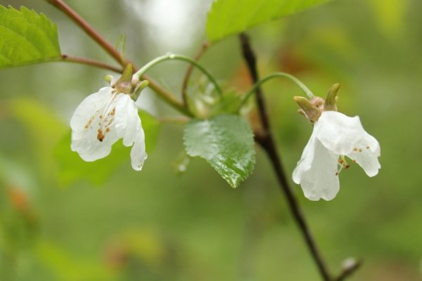 Фотовиставка Тетяни Полуектової