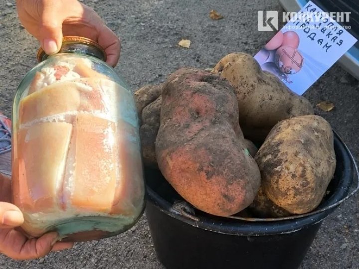 Бульба – як трилітрова банка: на Волині вирощують гігантську картоплю