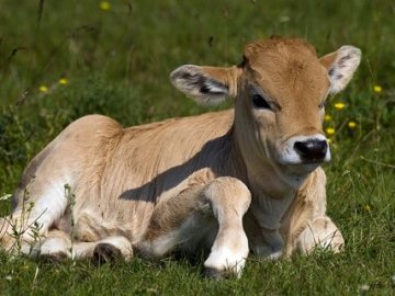 Волинянам платитимуть за вирощування телят