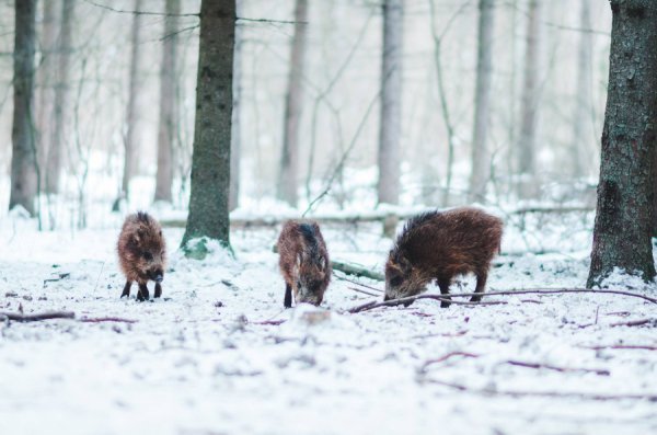 Як у казці: неймовірні фото «Цуманської пущі»