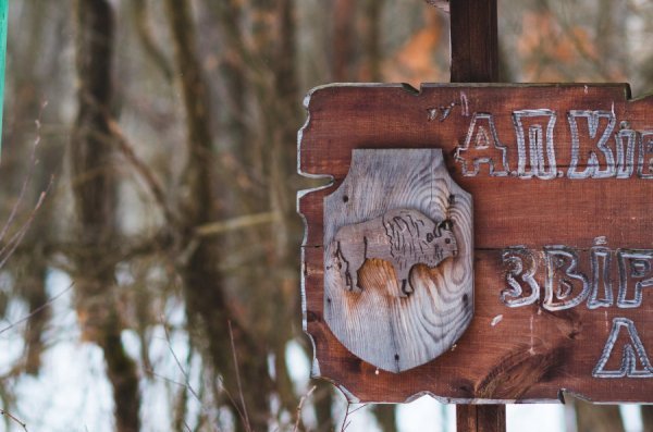 Як у казці: неймовірні фото «Цуманської пущі»