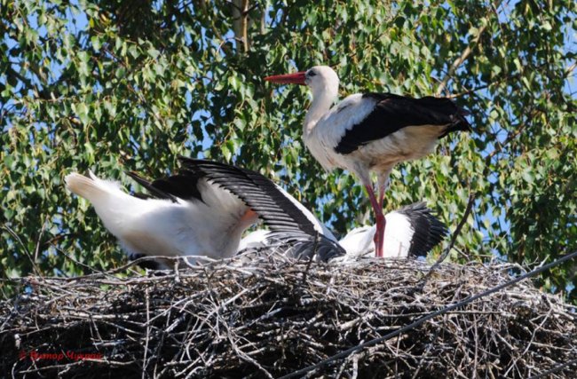 «Планета Замлиння»: краса волинської природи на фото