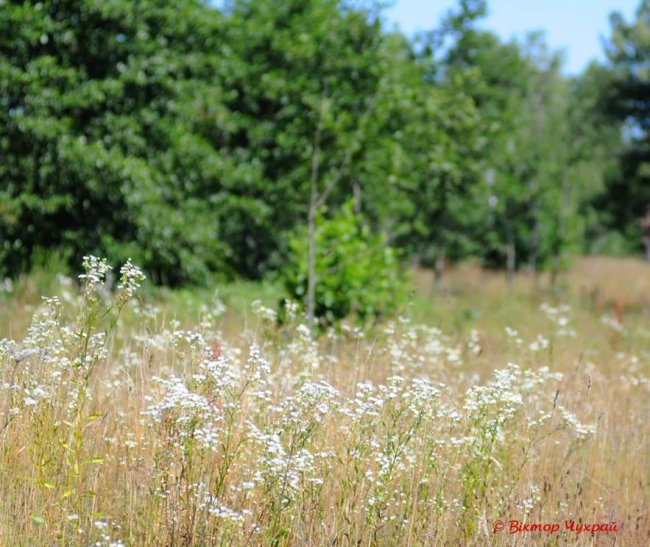 «Планета Замлиння»: краса волинської природи на фото