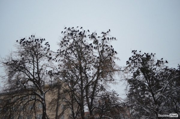 Як Луцьк замело снігом. ФОТО