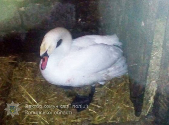 Волинські поліцейські врятували лебедя