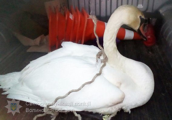 Волинські поліцейські врятували лебедя