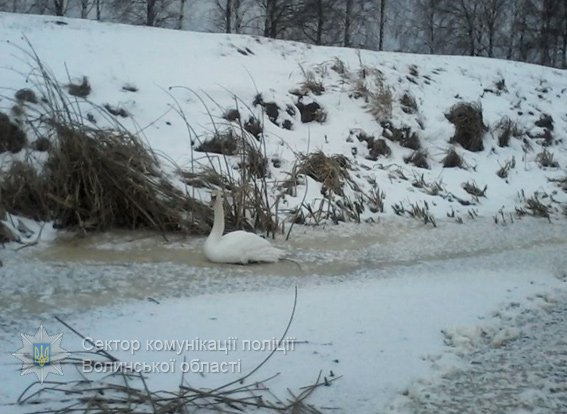 Волинські поліцейські врятували лебедя