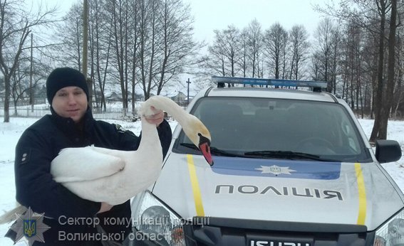 Волинські поліцейські врятували лебедя