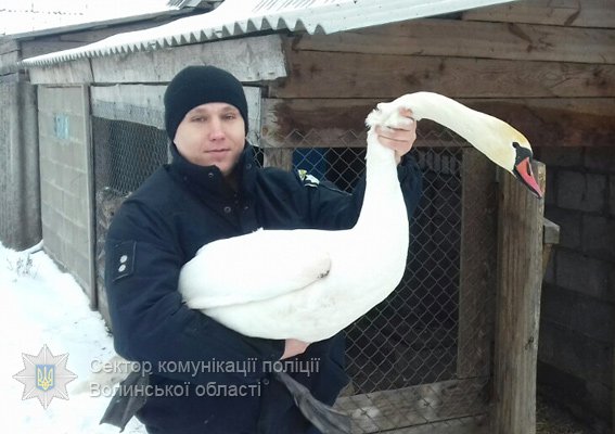 Волинські поліцейські врятували лебедя