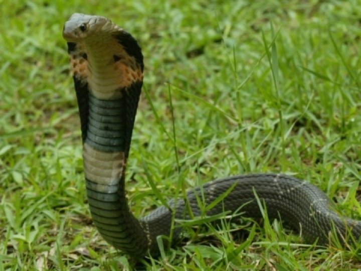 На Волині 31-річну жінку вкусила змія