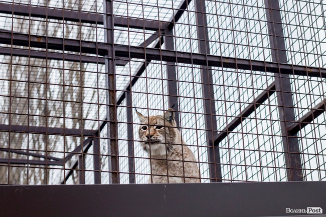 Пухнасті любощі, або Закохані парочки Луцького зоопарку. ФОТО