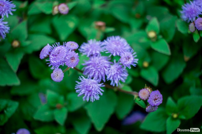 Барвиста краса: літній Луцьк потопає у квітах. ФОТО