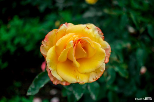 Барвиста краса: літній Луцьк потопає у квітах. ФОТО