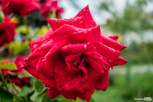 Барвиста краса: літній Луцьк потопає у квітах. ФОТО