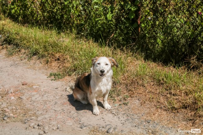Безіменна вулиця і неназваний ставок: чим особливий неквапливий Вишків. ФОТО
