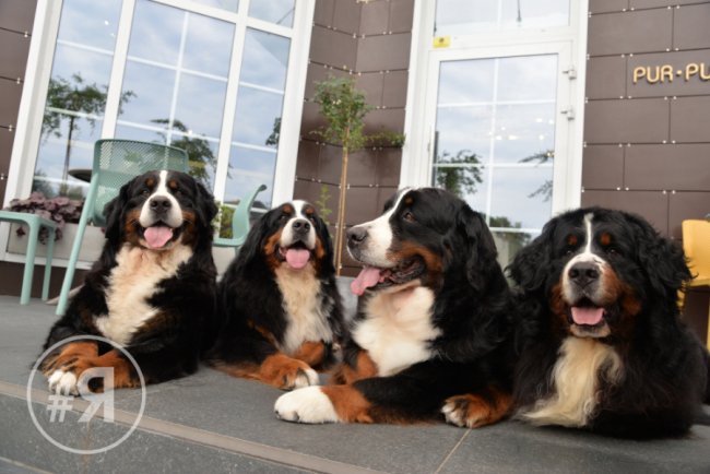  «Яровиця» – не лише хороше житло, а й концентрація успішного бізнесу* 