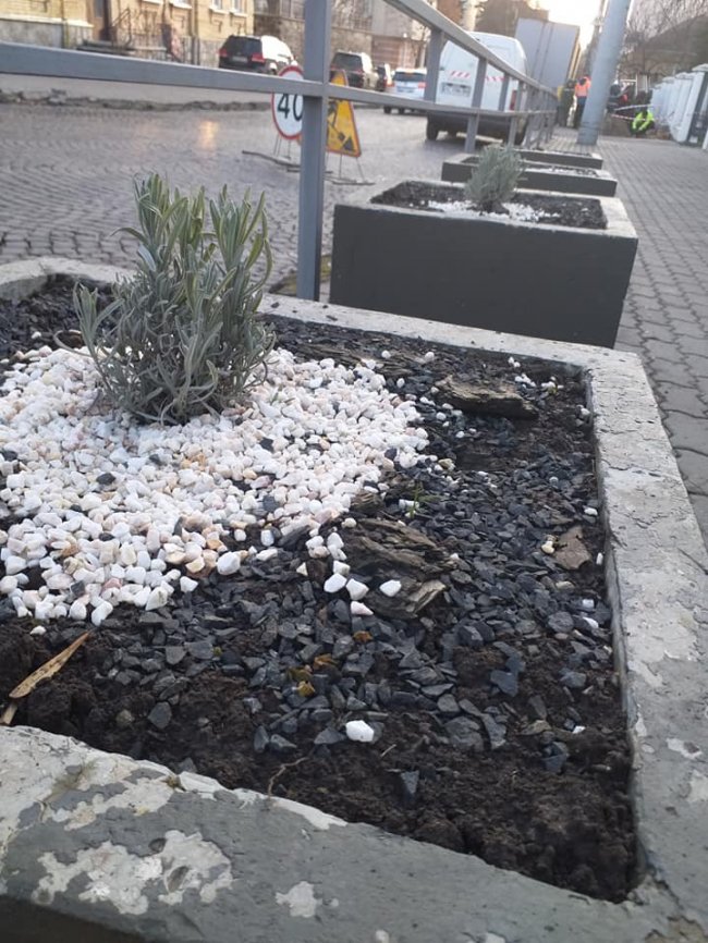 У Луцьку з клумб біля однієї з кав’ярень вп’яте виривають  зелені насадження