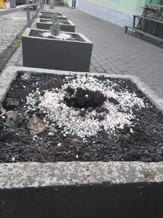 У Луцьку з клумб біля однієї з кав’ярень вп’яте виривають  зелені насадження