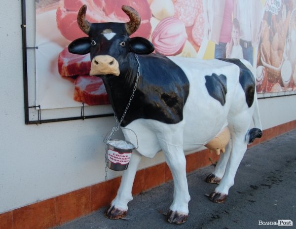 Ковель буденний. ФОТО