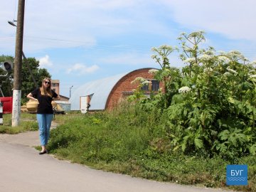У Володимирі-Волинському цвіте небезпечна рослина. ФОТО