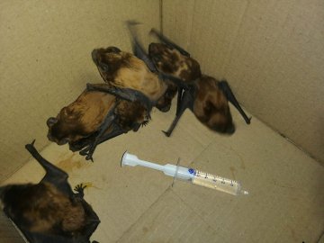 Волиняни врятували майже сотню кажанів, які зимували у щілинах вікон. ФОТО