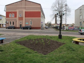 У Нововолинську невідомі вкрали з клумби 25 кущів троянд. ФОТО