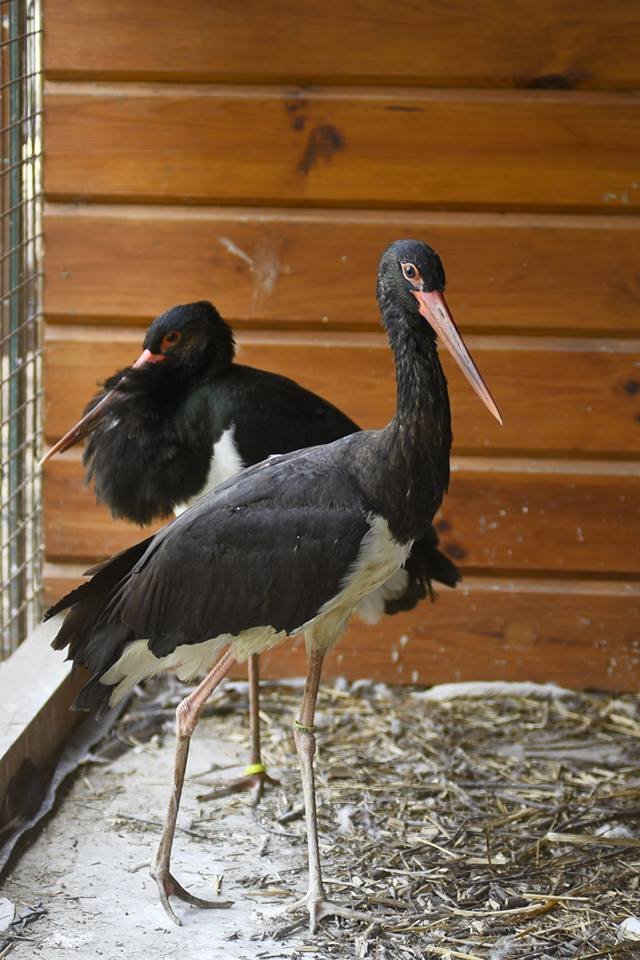 Пухнастики, тисячі тюльпанів і фотозони: луцький зоопарк запрошує в гості. ФОТО