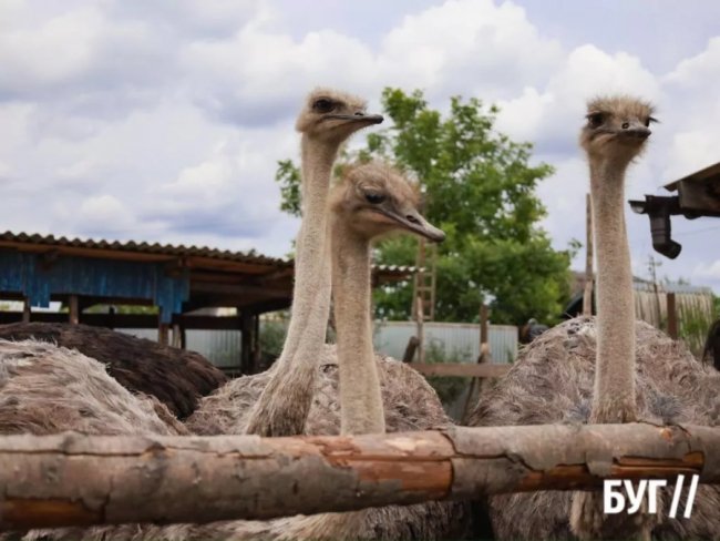 Колишній зварювальник з Волині вирощує страусів та павичів. ФОТО, ВІДЕО